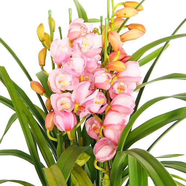 商品発送元："ITANSE農園セレクト通販"Healthy Herb &amp; Plants &amp; Foフラワー・ガーデニング、ガーデニング、苗物、花【品種特徴】 「バレリーナ」は、その名の通り、まるでバレリーナが優雅に舞っているか...