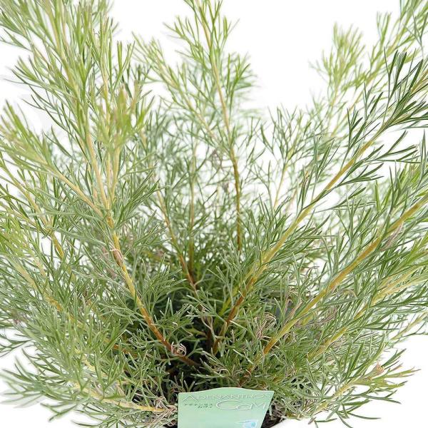 商品発送元："ITANSE農園セレクト通販"Healthy Herb &amp; Plants &amp; Foフラワー・ガーデニング、植木・盆栽・果樹【品種特徴】 オーストラリア原産のネイティブプランツで、シルバーがかったグリーンの細い葉...