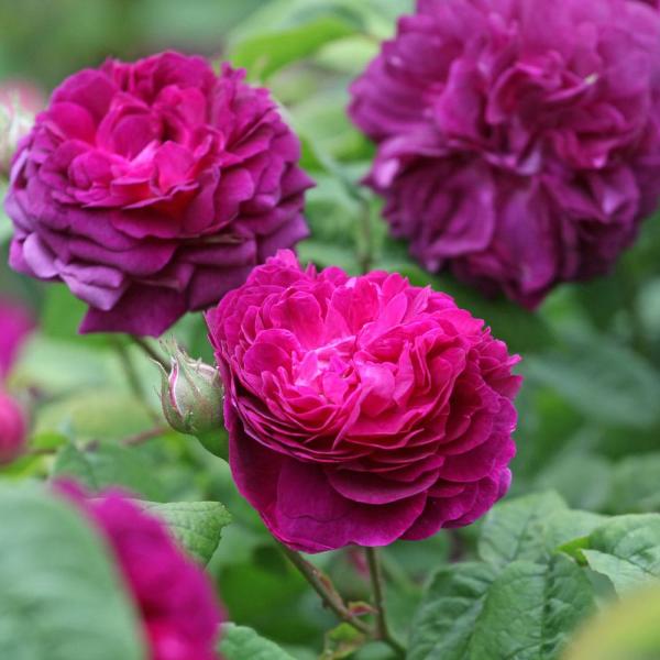 商品発送元："ITANSE農園セレクト通販"Healthy Herb &amp; Plants &amp; Foフラワー・ガーデニング、植木・盆栽・果樹【品種特徴】山梨県の薔薇苗専門のコマツガーデンさんが生産した苗木です。カーディナルドゥリ...