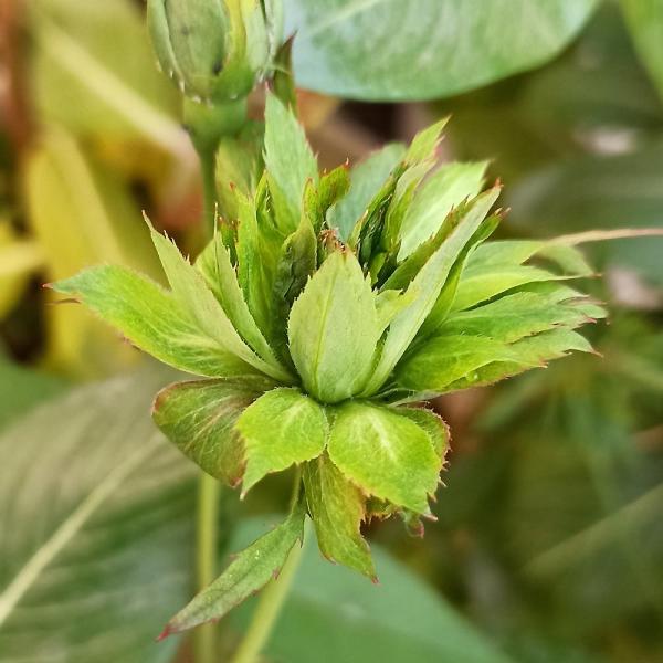 商品発送元："ITANSE農園セレクト通販"Healthy Herb &amp; Plants &amp; Foフラワー・ガーデニング、植木・盆栽・果樹【品種特徴】1833年以前から知られる、チャイナローズの系統に属する非常に珍しいオールド...