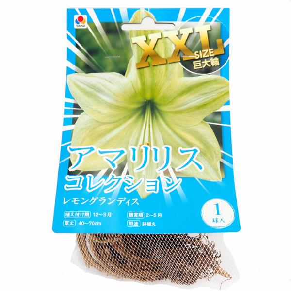 商品発送元："ITANSE農園セレクト通販"Healthy Herb &amp; Plants &amp; Foフラワー・ガーデニング、ガーデニング、種子・球根、野菜【品種特徴】 手のひらサイズを超える巨大な花を咲かせる、特大XXLサイズの...