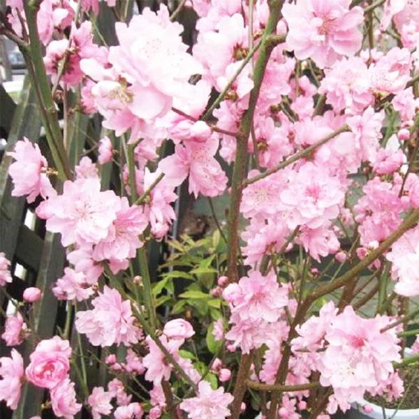 花桃 宝塚小町 【花木苗 8号鉢／1個売り】