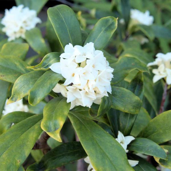 沈丁花 (ジンチョウゲ) 白花 【花木苗 6号／1個売り】 : shopooo by