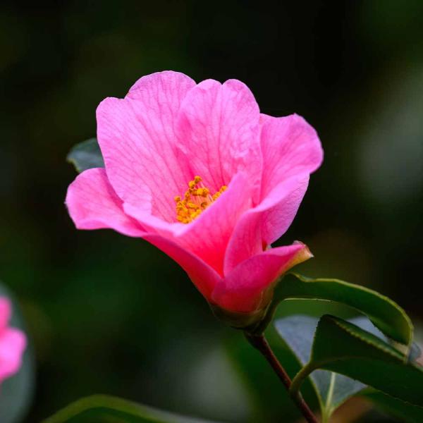 紅菊月　べにきくづき　椿 紅菊月 べにきくづき 椿 【公式通販】