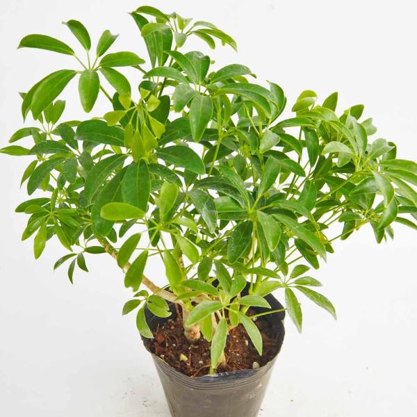 シェフレラ コンパクタ 【観葉植物 5号／1個売り】 : shopooo by GMO
