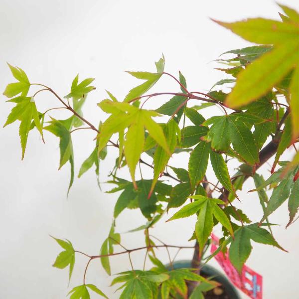 モミジ(カエデ)の苗木 中原 【花木苗 5号／1個売り】 : shopooo by GMO