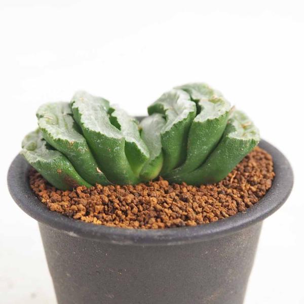 ハオルチア 玉扇 【多肉植物 3号／1個売り】 : shopooo by GMO - 通販