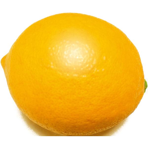 送料無料 早成り大実レモン 育てやすく寒さに強いマイヤーレモン 果樹苗9cmポット 2個セット Buyee Buyee 日本の通販商品 オークションの代理入札 代理購入