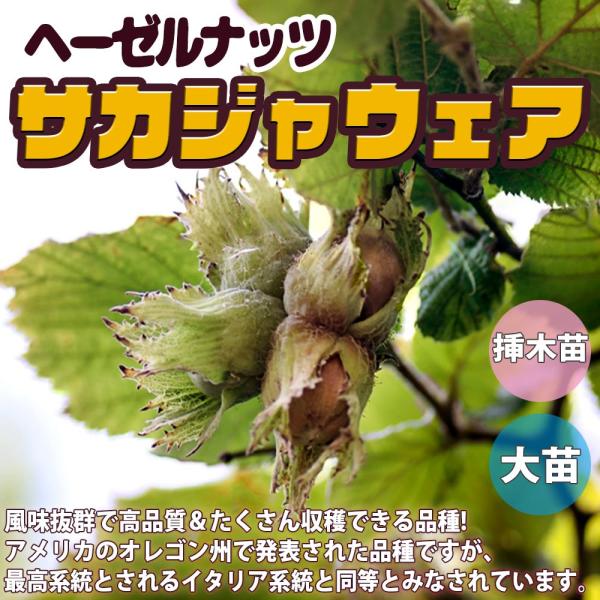 ヘーゼルナッツの苗木 サカジャウェア【果樹の苗木 13.5cmポット苗 2