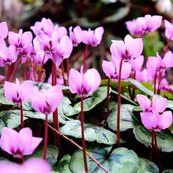 商品発送元："ITANSE農園セレクト通販"Healthy Herb &amp; Plants &amp; Foフラワー・ガーデニング、ガーデニング、苗物、花原種シクラメンとは、品種改良されていない野生のシクラメンです。耐寒性も園芸種のシク...