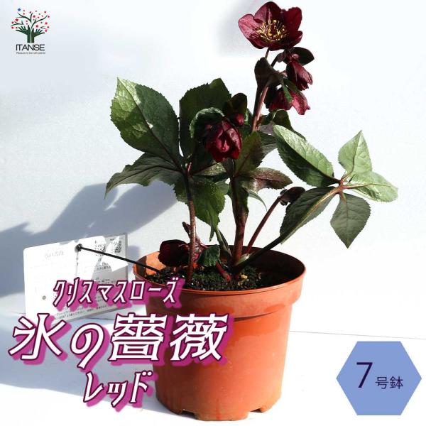 の価格と最安値 おすすめ通販を激安で