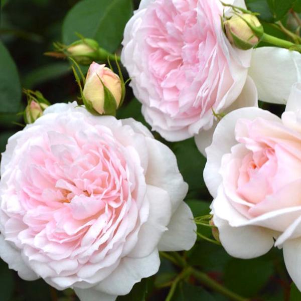 ポリアンサローズ みんな探してる人気モノ ポリアンサローズ