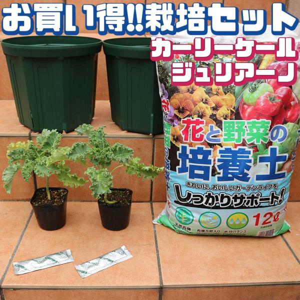 商品発送元："ITANSE農園セレクト通販"Healthy Herb &amp; Plants &amp; Foフラワー・ガーデニング、ガーデニング、種子・球根、栽培セット■セット内容：カーリーケール ジュリアーノ9cmポット2個・スリット...