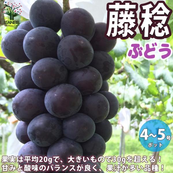 ぶどうの苗 藤稔(フジミノリ)【果樹苗／12〜15cmポット挿木苗／1個売り