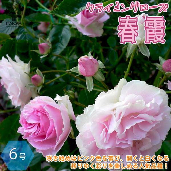 薔薇 ミニバラ つるバラ 春霞(はるがすみ) クライミングローズ 薔薇 ミニバラ つるバラ 春霞(はるがすみ) クライミングローズ