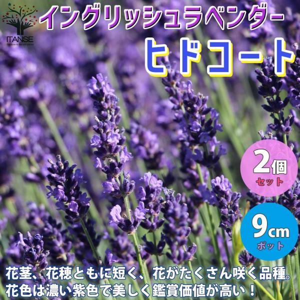ITANSE ラベンダー イングリッシュヒドコート (濃い紫色の花) ハーブの