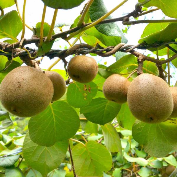 出産祝いなども豊富 アップルキゥイフルーツ Apple Fruits 雌雄苗木 Kiwi 植木 庭木 Hlt No
