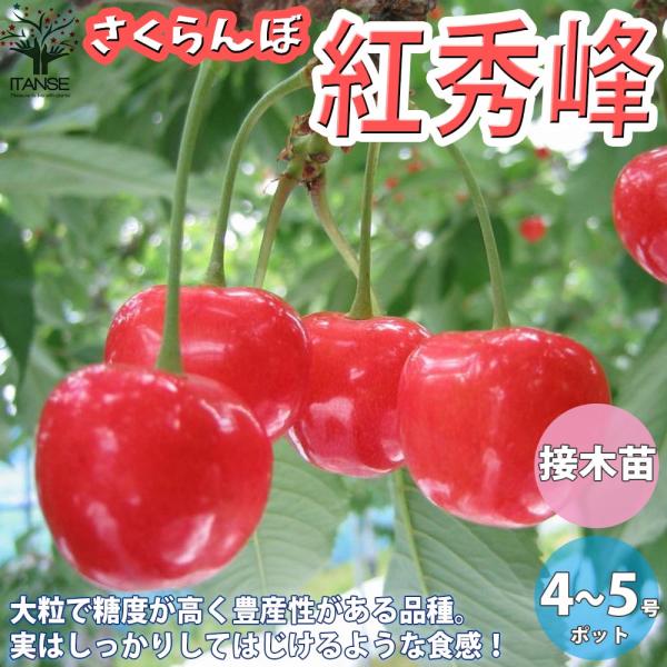 さくらんぼの苗木 紅秀峰【果樹の苗木 12〜15cm 接木苗／1個売り