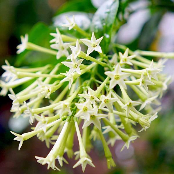 苗 ジャスミンの価格と最安値 おすすめ通販を激安で