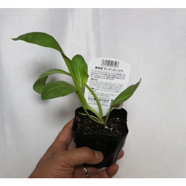 チンゲンルッコラ New葉野菜苗 9cmポット お得な2個セット チンゲン菜とルッコラから生まれた新しいお野菜 即出荷 送料込み価格 Buyee Buyee Japanese Proxy Service Buy From Japan Bot Online