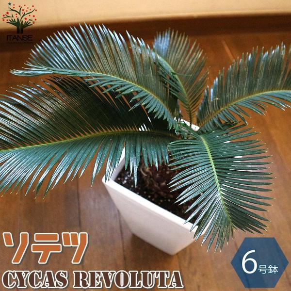 ソテツ リビングやオフィス向きサイズ【観葉植物 スクエア6号鉢／1個