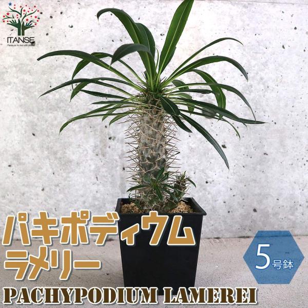 【希少品】塊根植物・観葉植物”パキポディウム ラメリー” パキポディウム ラメリー 塊根植物【観葉植物 5号鉢／1個売り