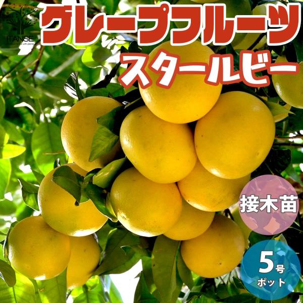 グレープフルーツの苗 スタールビー【果樹の苗木 15cmポット 1〜2年生