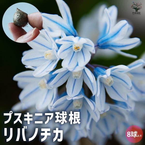 プスキニア リバノチカ 【花球根／お買い得8球セット】 : shopooo by