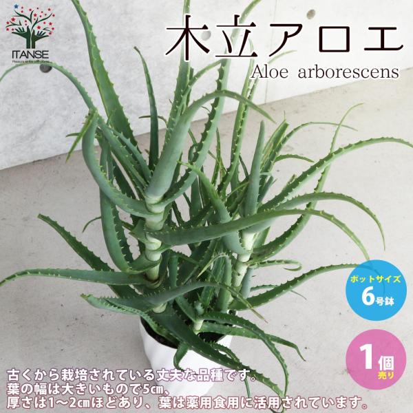 アロエ 木立アロエ【多肉植物 6号鉢大苗 ハーブ苗／1個売り