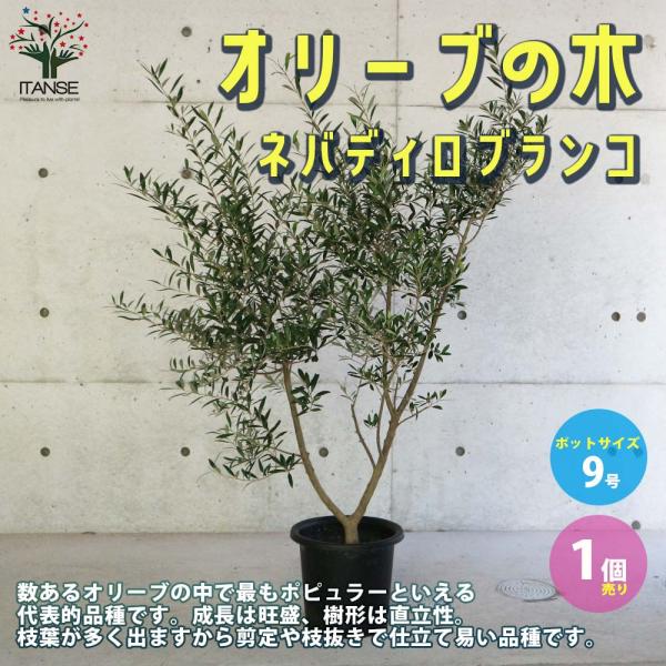 itempost_1-itanse-2466