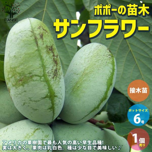 ポポーの苗木 サンフラワー 【果樹の苗木 5号ポット苗 2年生 接木苗／1