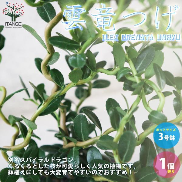 雲竜ツゲ 【観葉植物 3号ポット／1個売り】 : shopooo by GMO - 通販