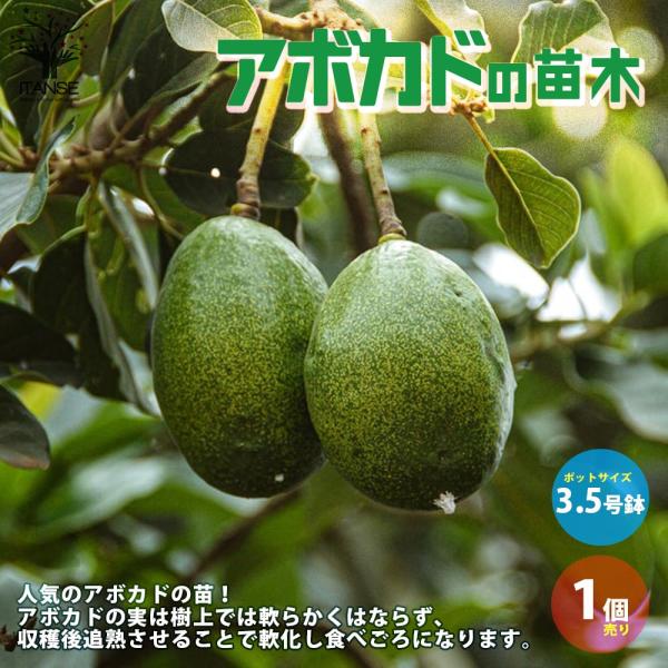 アボカド 苗 販売の価格と最安値 おすすめ通販を激安で