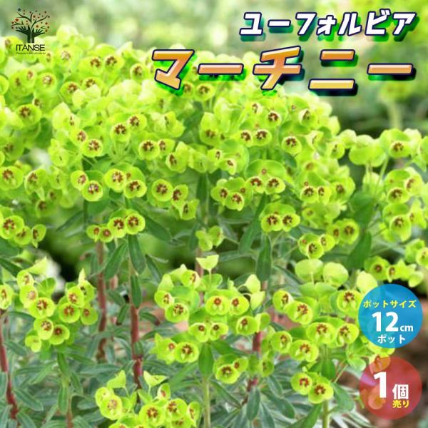 ユーフォルビア マーチニー【花苗 12cmポット苗／1個売り】