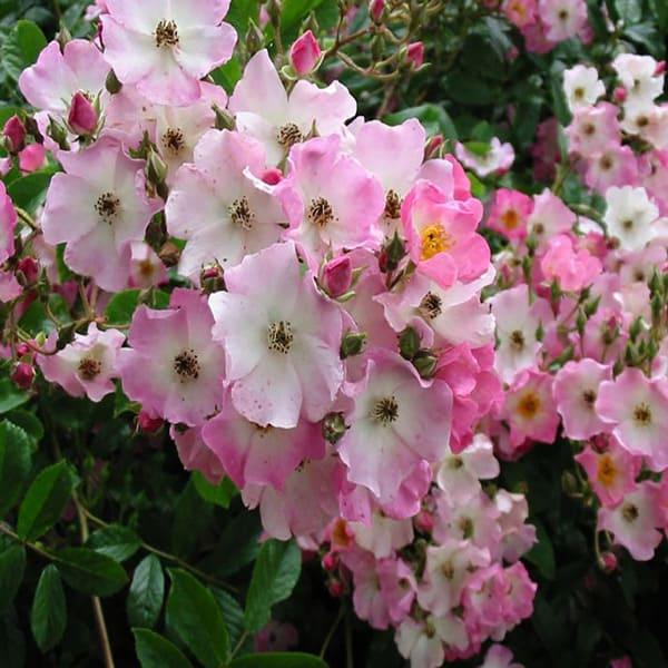 修景バラ 雅 みやび 庭園向き 管理が楽で丈夫な薔薇苗 24cmポット 樹高約30cm 送料込み価格 九州圃場より直送 1本 1 Itanse 280 Shopooo By Gmo 通販 Yahoo ショッピング