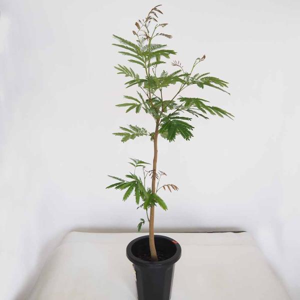 エバーフレッシュ (アカサヤネムノキ) 【観葉植物 大型 8号