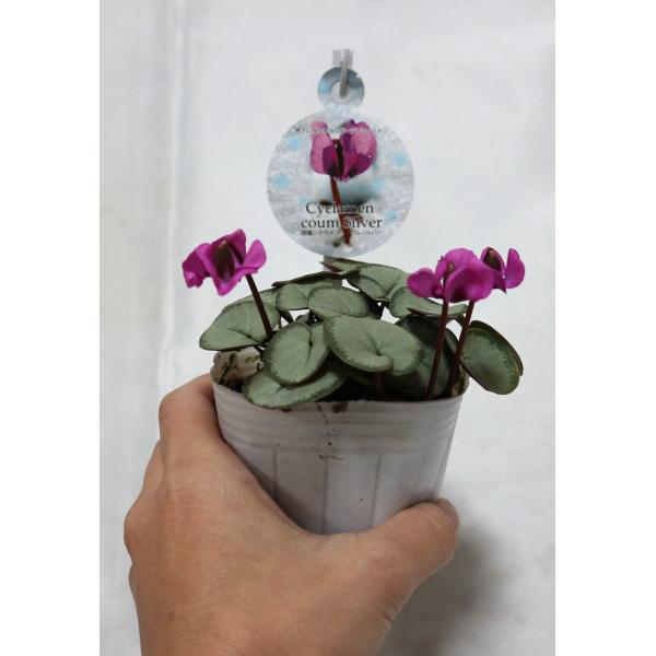 原種シクラメン コウム シルバーリーフ 寒さに強い原種で約 10 まで耐え 花の無い時期もカラーリーフとして楽しめる 9cmポット 1個 即出 Buyee Buyee Japanese Proxy Service Buy From Japan Bot Online