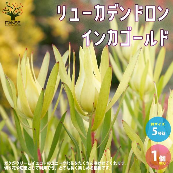 リューカデンドロン・インカゴールド【庭木 5号ポット／1個売り