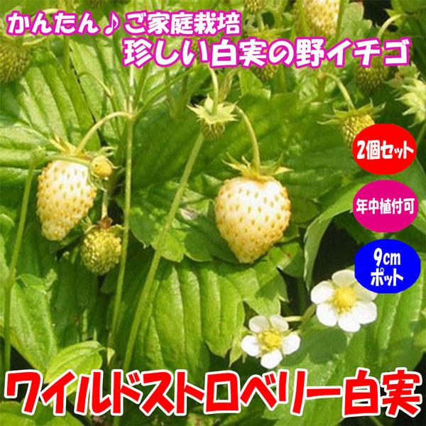 ワイルドストロベリー白実 9cmポット苗 2個セット 寒さに強く簡単に育つ野イチゴ 珍しい白実品種 ポット苗なので年中植付けok 即出荷 送料込み価格 1 Itanse 364 Shopooo By Gmo 通販 Yahoo ショッピング