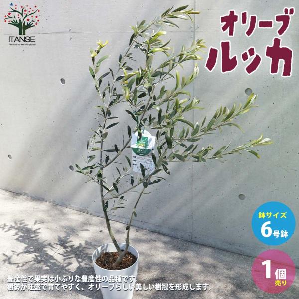 オリーブの苗木 品種：ルッカ【果樹の苗 木 6号白テーパード鉢Mサイズ