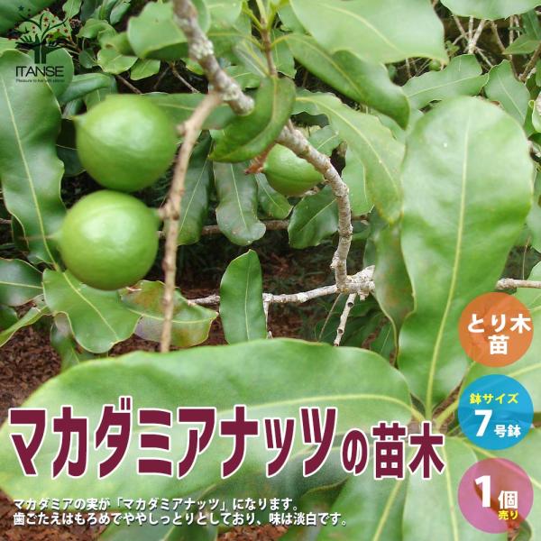 ☀【マカダミアナッツ取り木】 限定特別販売 バーディック 中上苗木