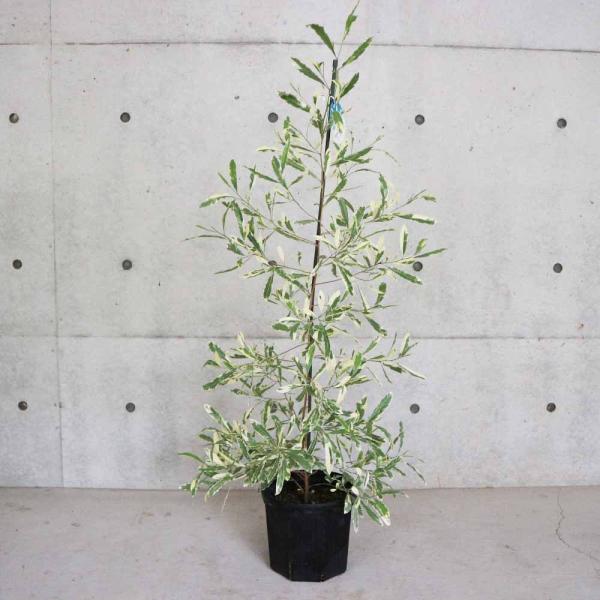 itempost_1-itanse-4261