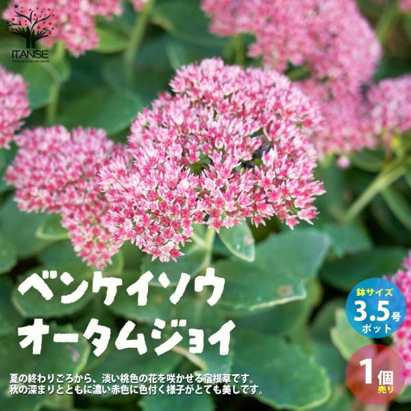 ベンケイソウ・オータムジョイの魅力と育て方ガイド