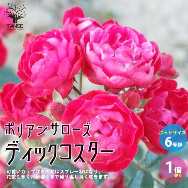 ポリアンサローズ・ディックコスター【花苗 6号ポット バラ苗／1個売り