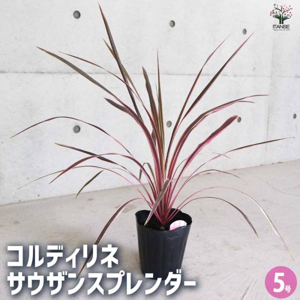 コルディリネ・サウザンスプレンダー 【観葉植物 5号ポット カラー