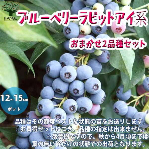 <お問い合わせ用> ブルーベリー　2本セット bbhbsum.jpg