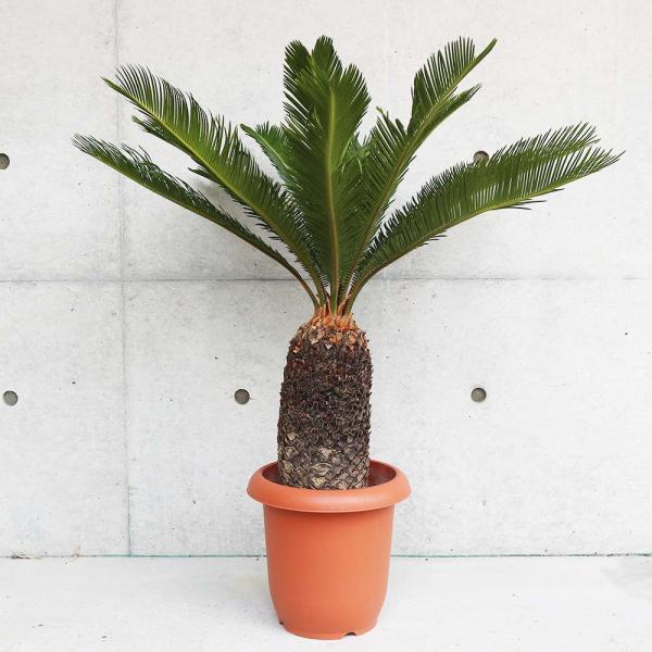 【ソテツ】 観葉植物 おしゃれ 観葉植物 ソテツ：蘇鉄3頭*8号 プラポット : 遊恵盆栽