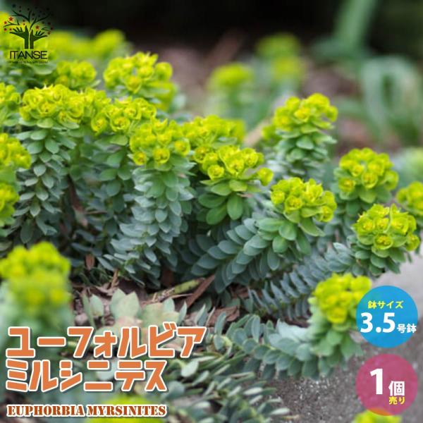 商品発送元："ITANSE農園セレクト通販"Healthy Herb &amp; Plants &amp; Foフラワー・ガーデニング、ガーデニング、苗物、花ミルシニテスは、シルバーグレーの多肉質の硬い葉が、茎に螺旋状についている様がとても...