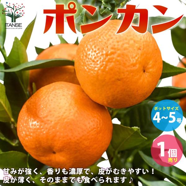 がんもさま ポンカン 苗木 5年生 実つき！ ポンカン 苗木 5年生 実つき