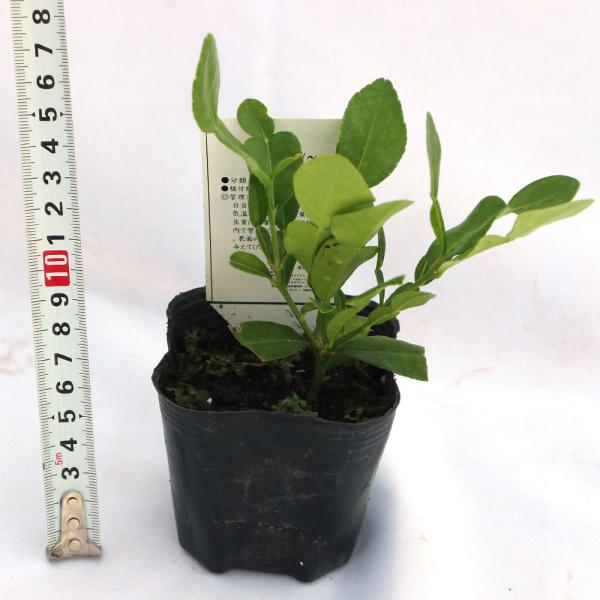 送料無料 コブミカン タイ料理には欠かせない 果樹苗 9cmポット挿し木苗 2個セット コブミカン苗 カフィアライム 柑橘苗 柑橘類 柑橘系 ヒストリックス Buyee Buyee Japanese Proxy Service Buy From Japan Bot Online